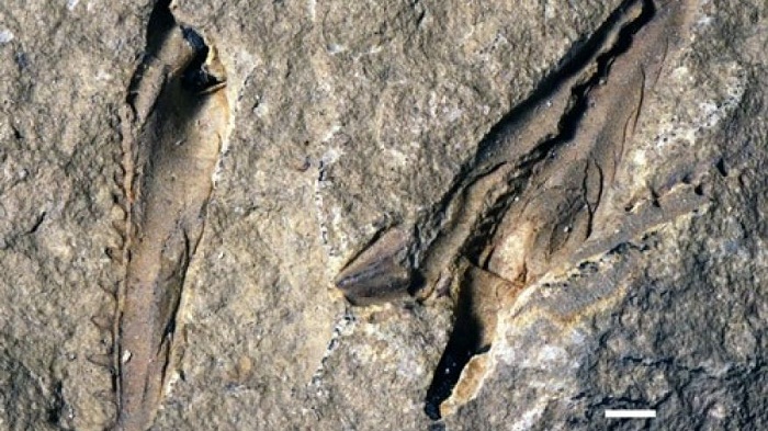 Fossil of `monster` worm with snapping jaws discovered 
